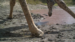 Image of South African Giraffe