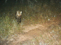 Image of Spotted Hyaenas