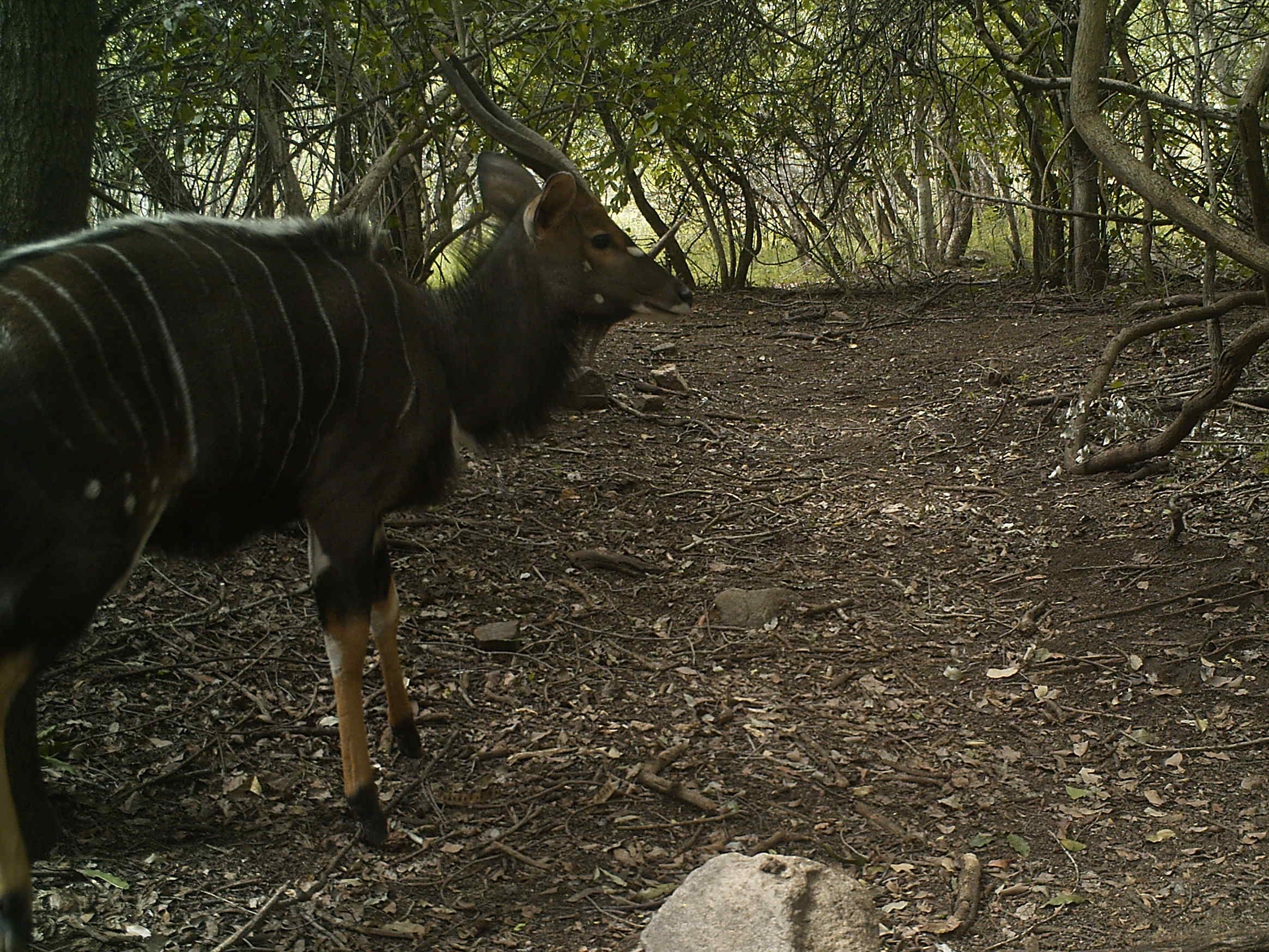 Image of Nyala