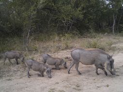 Image of Common Warthog