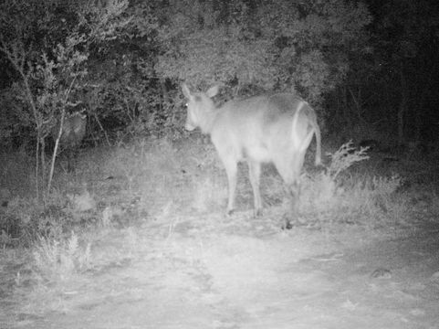 Image of Ellipsen Waterbuck