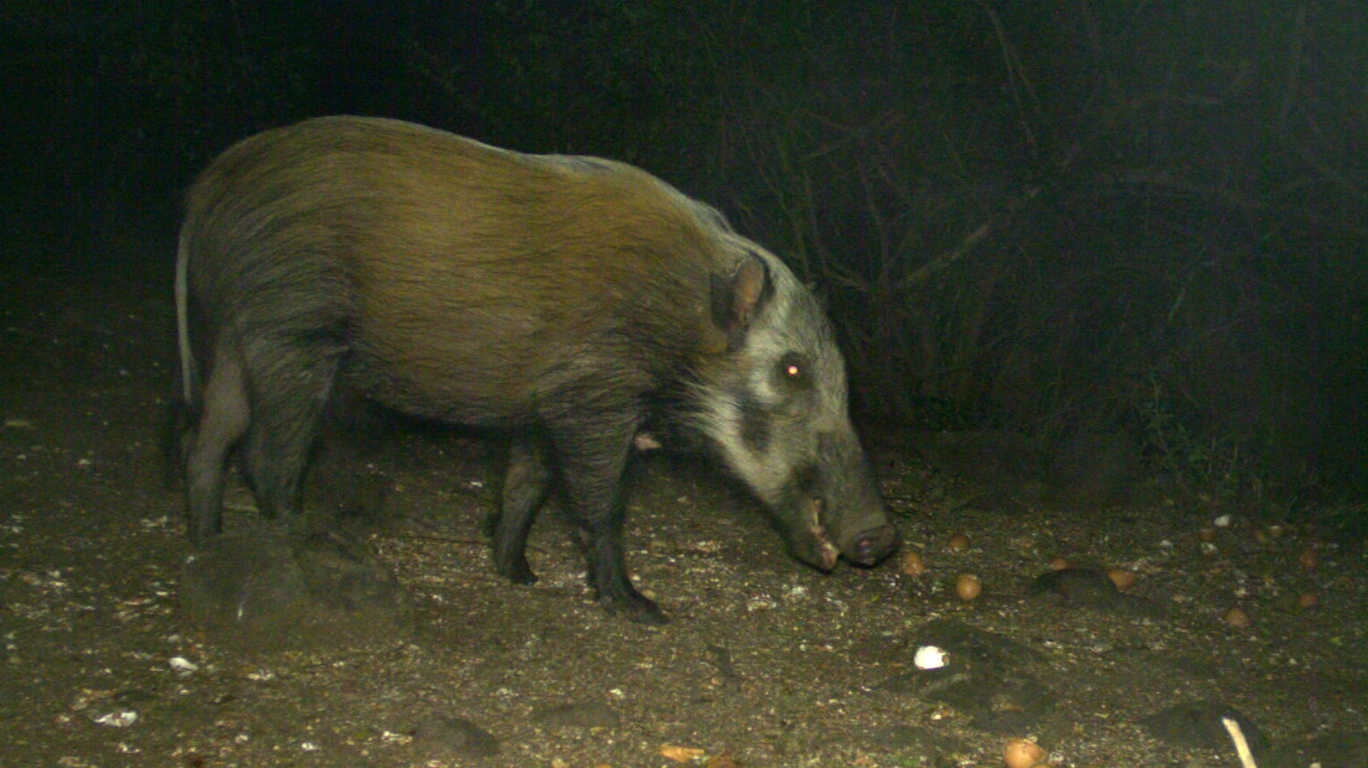 Image of Bush-pig