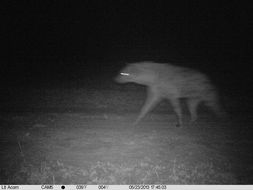 Image of Spotted Hyaenas