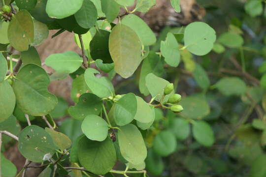 Image of Mangrove apple