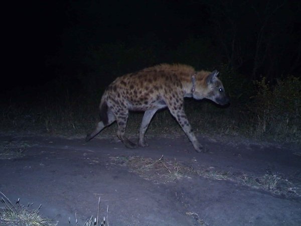 Image of Spotted Hyaenas