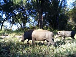 Image of Common Warthog