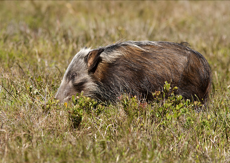 Image of Bush-pig