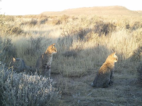 Image of wild cat