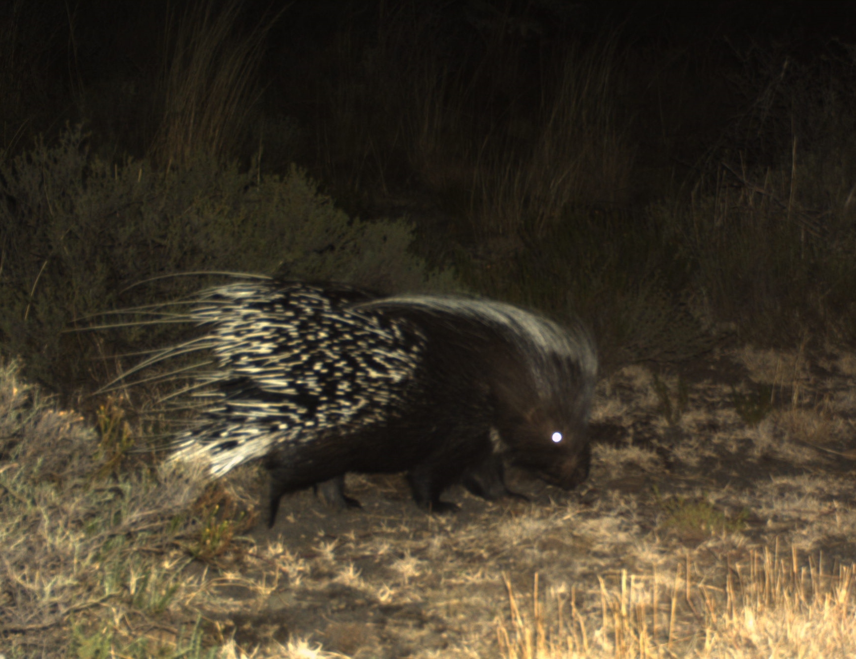 Image of African Porcupine