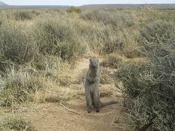 Image of Cape Gray Mongoose -- Small Grey Mongoose