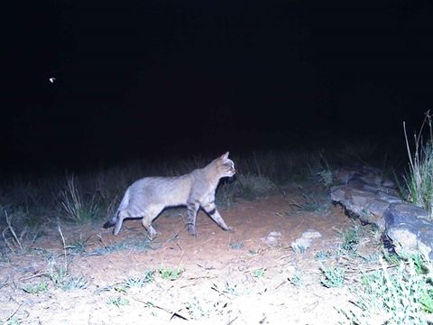 Image of wild cat