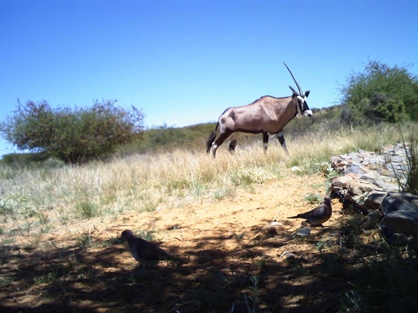 Image of Gemsbok