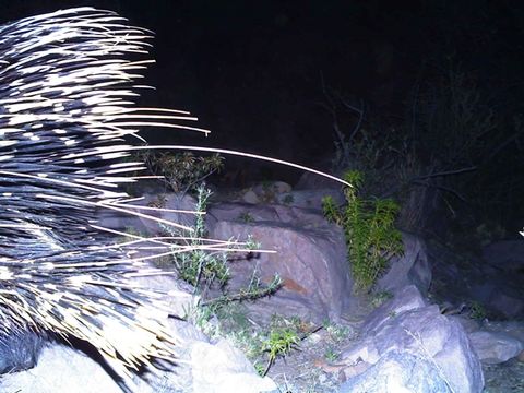 Image of African Porcupine