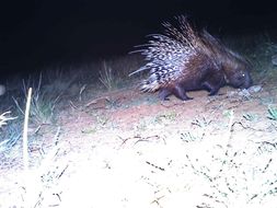 Plancia ëd Hystrix africaeaustralis Peters 1852