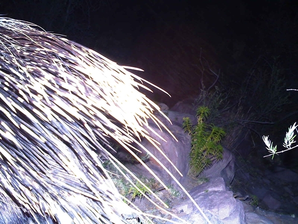 Image of African Porcupine