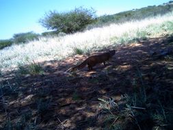 Image of Yellow Mongoose