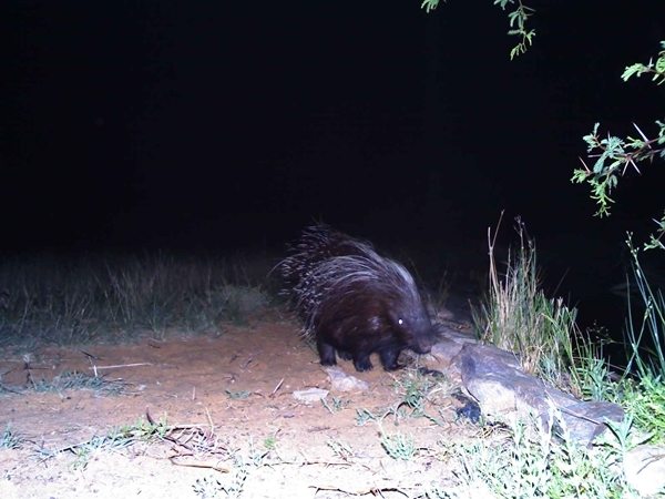 Image of African Porcupine