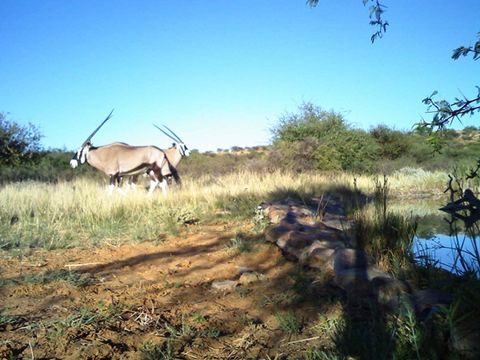 Image of Gemsbok