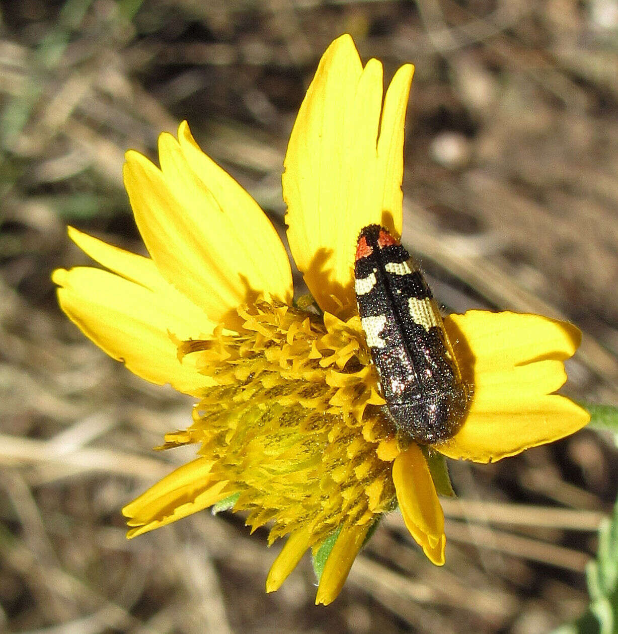 Image of Acmaeodera amabilis Horn 1878