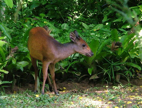 Image of Natal Duiker