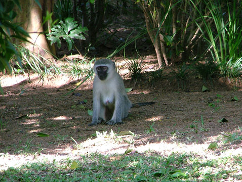 Image of Vervet Monkey