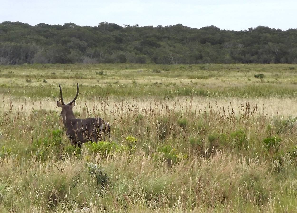 Image of Ellipsen Waterbuck