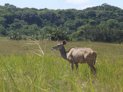 Image of Greater Kudu