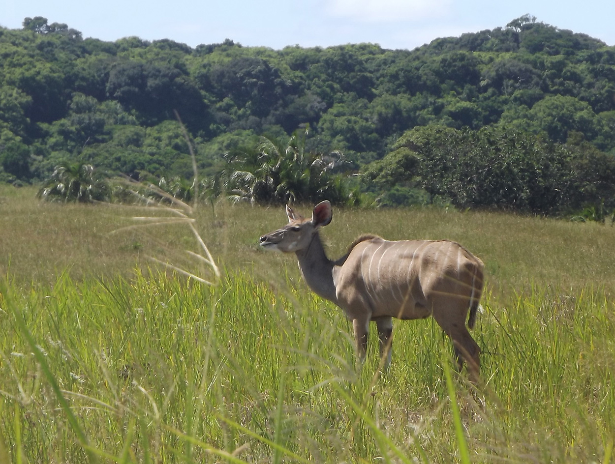 Image of Greater Kudu