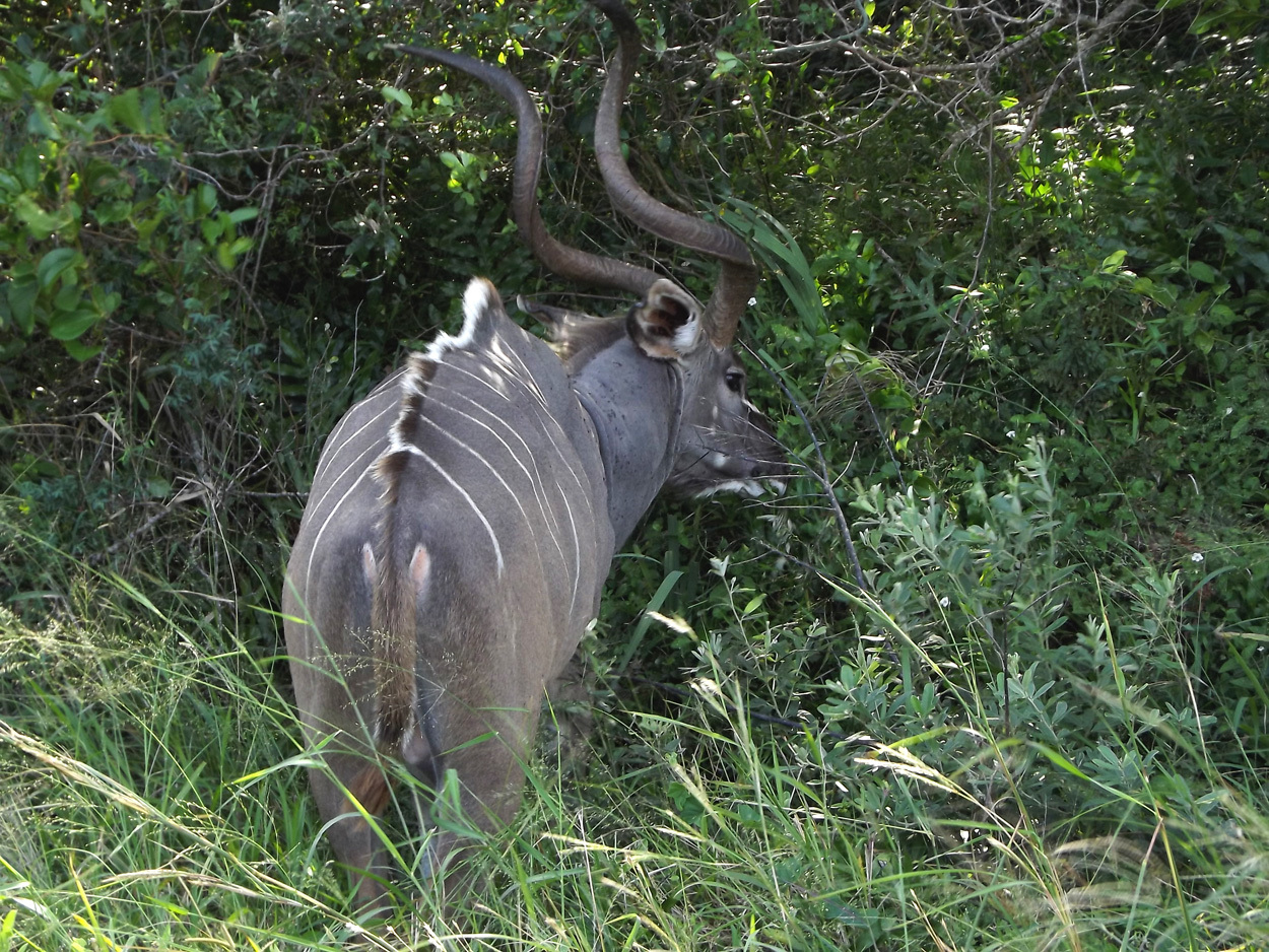 Image of Greater Kudu