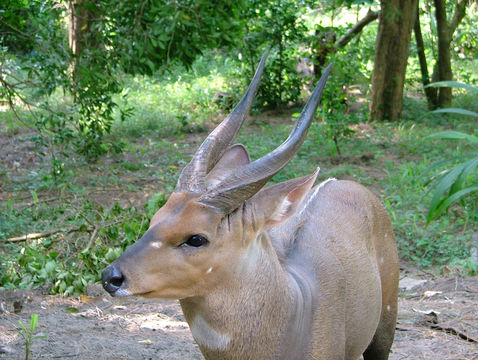 Image of Bushbuck