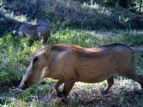 Image of Common Warthog