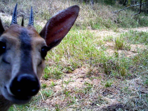 Image of Common Duiker