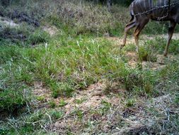 Image of Greater Kudu