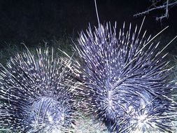 Image of African Porcupine