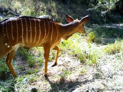 Image of Nyala