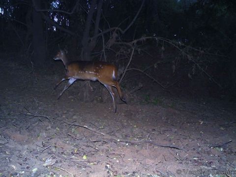 Image of Bushbuck