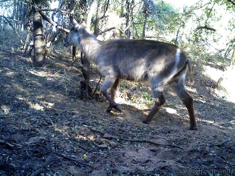 Image of Ellipsen Waterbuck