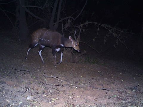 Image of Bushbuck