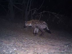 Image of Spotted Hyaenas