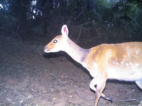 Image of Bushbuck