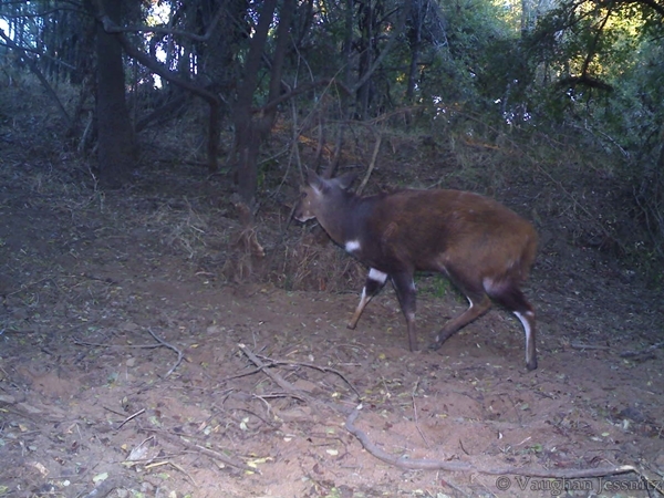 Image of Bushbuck