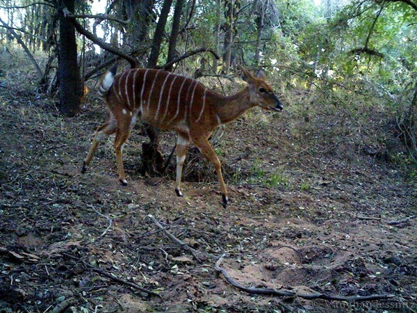 Image of Nyala