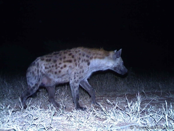 Image of Spotted Hyaenas