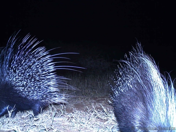 Plancia ëd Hystrix africaeaustralis Peters 1852