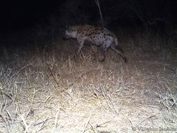 Image of Spotted Hyaenas