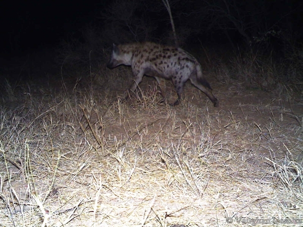 Image of Spotted Hyaenas