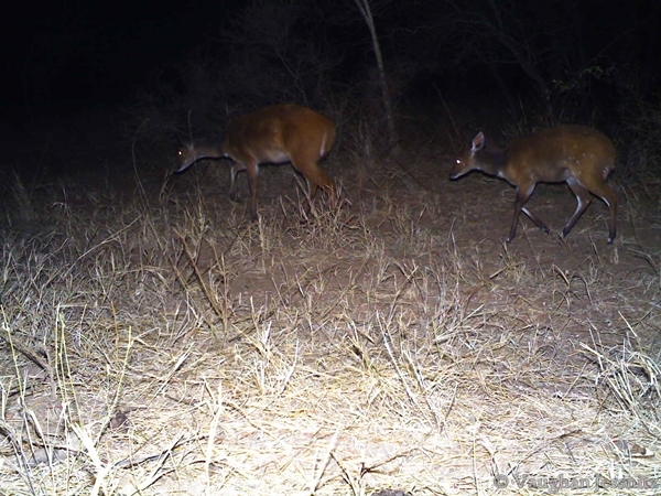 Image of Bushbuck