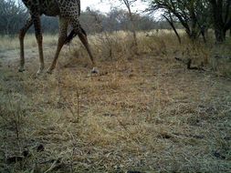 Image of South African Giraffe