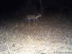 Image of Common Duiker