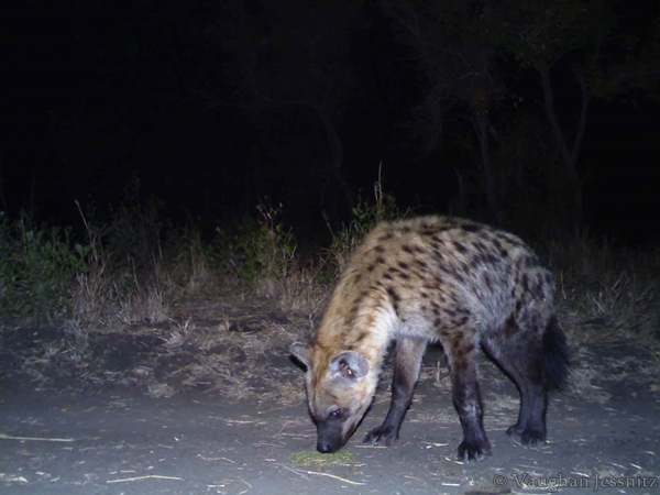 Image of Spotted Hyaenas